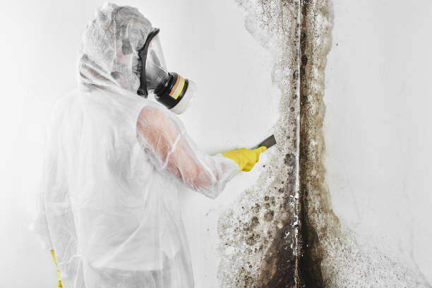 Home Mold Removal in Hohenwald, TN
