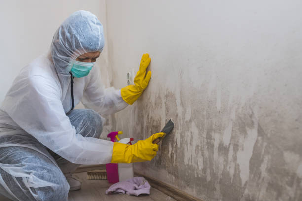 Best Home Mold Removal  in Hohenwald, TN