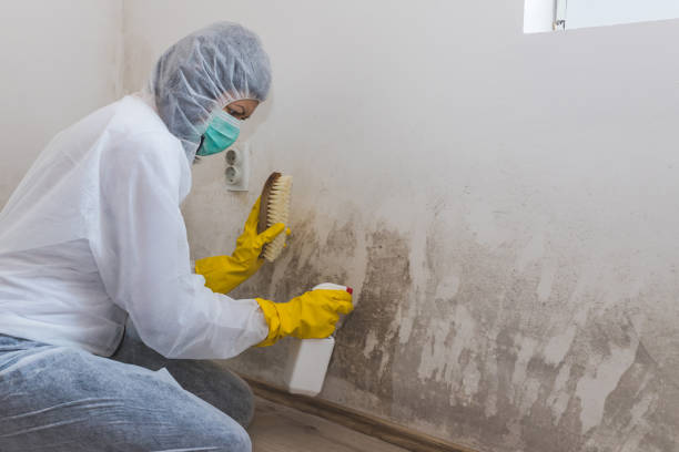 Best Mold Cleaning Services  in Hohenwald, TN