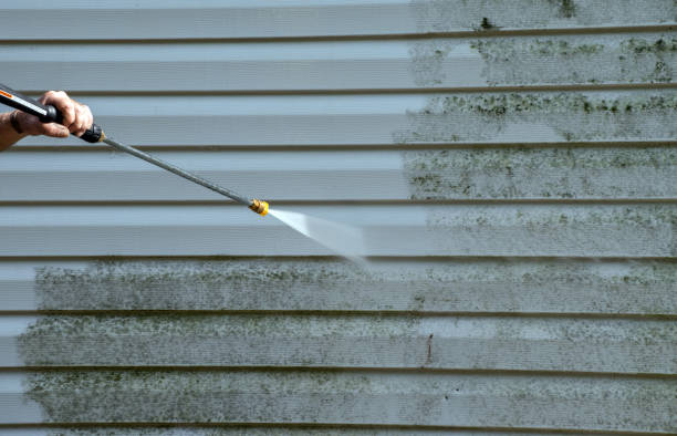 Best Office Mold Removal Services  in Hohenwald, TN