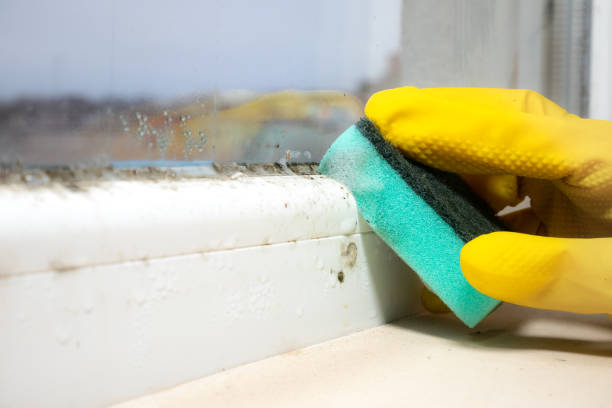 Best Mold Testing  in Hohenwald, TN