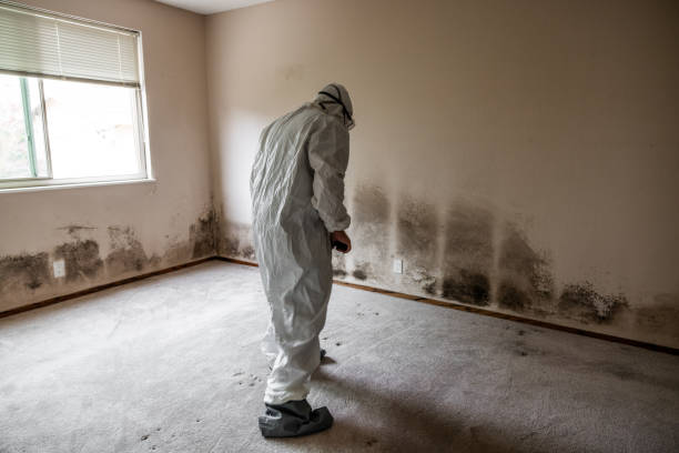 Best Fast Mold Removal  in Hohenwald, TN