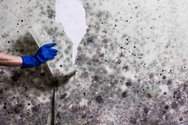 Best Mold Remediation  in Hohenwald, TN